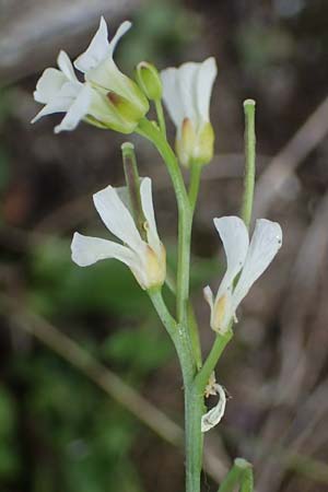 Cardamine resedifolia \ Resedenblttriges Schaumkraut / Mignonette-Leaved Bitter-Cress, A Kärnten/Carinthia, Koralpe 5.7.2023