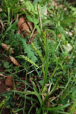 Carex sylvatica \ Wald-Segge, A Kärnten, St. Paul im Lavanttal 16.5.2016