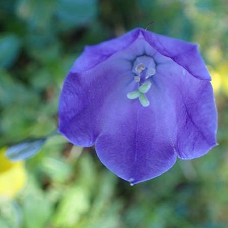 Campanula scheuchzeri \ Scheuchzers Glockenblume / Scheuchzer's Bellflower, A Kärnten/Carinthia, Petzen 8.8.2016