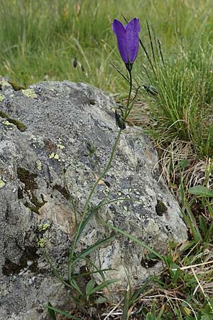 Campanula scheuchzeri \ Scheuchzers Glockenblume / Scheuchzer's Bellflower, A Osttirol, Porze 13.7.2019