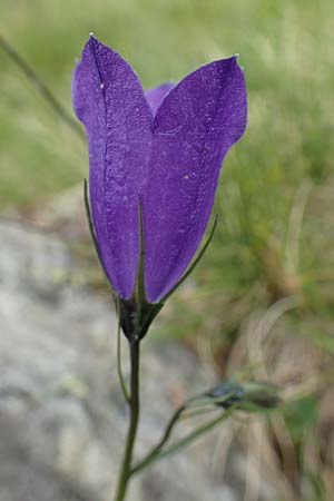 Campanula scheuchzeri \ Scheuchzers Glockenblume / Scheuchzer's Bellflower, A Osttirol, Porze 13.7.2019