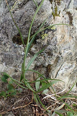 Campanula scheuchzeri \ Scheuchzers Glockenblume / Scheuchzer's Bellflower, A Osttirol, Porze 13.7.2019