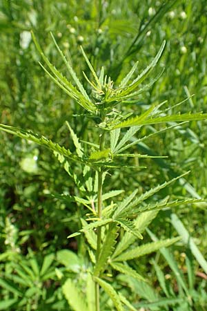 Cannabis sativa var. spontanea / Wild Hemp, A Weikersdorf am Steinfeld 2.7.2020