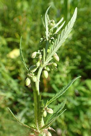 Cannabis sativa var. spontanea \ Wilder Hanf / Wild Hemp, A Weikersdorf am Steinfeld 2.7.2020