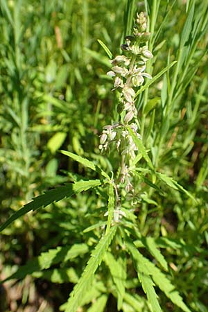 Cannabis sativa var. spontanea \ Wilder Hanf / Wild Hemp, A Weikersdorf am Steinfeld 2.7.2020