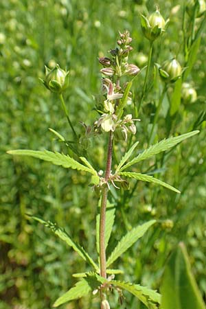 Cannabis sativa var. spontanea / Wild Hemp, A Weikersdorf am Steinfeld 2.7.2020