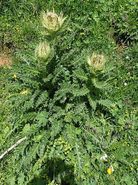 Cirsium spinosissimum \ Stachelige Kratzdistel / Spiniest Thistle, A Dachstein Südwand 7.7.2020