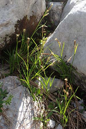 Carex ferruginea \ Rost-Segge / Rusty Sedge, A Dachstein, Auretskar 7.7.2020