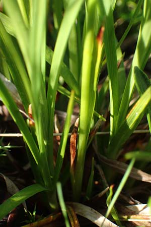 Carex sempervirens \ Horst-Segge, Immergrne Segge / Evergreen Sedge, A Wölzer Tauern, Kleiner Zinken 24.7.2021