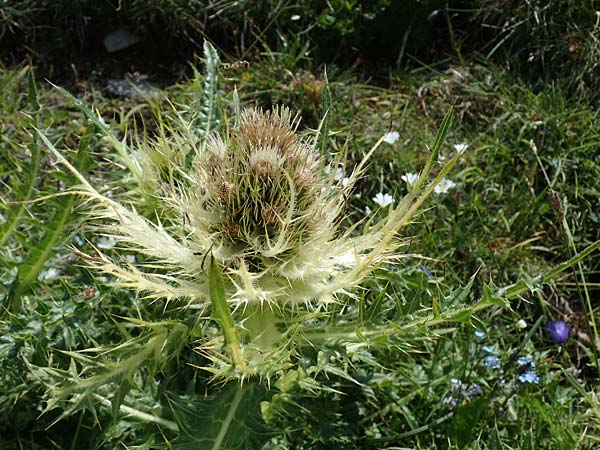 Cirsium spinosissimum \ Stachelige Kratzdistel / Spiniest Thistle, A Wölzer Tauern, Kleiner Zinken 24.7.2021