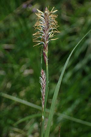 Carex spec2 ? / Sedge, A Wölzer Tauern, Hohenwart 29.7.2021