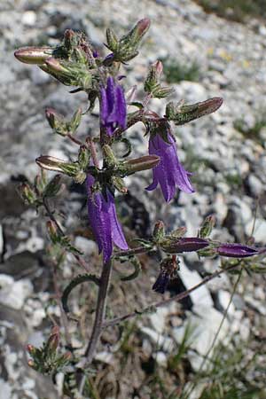 Campanula sibirica \ Sibirische Glockenblume / Siberian Bellflower, A Hainburg 14.5.2022