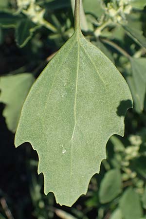 Chenopodium suecicum ? \ Grner Gnsefu, Schwedischer Gnsefu / Swedish Goosefoot, A Seewinkel, Podersdorf 22.9.2022