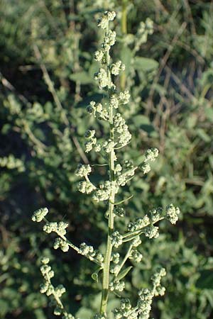 Chenopodium suecicum ? \ Grner Gnsefu, Schwedischer Gnsefu / Swedish Goosefoot, A Seewinkel, Podersdorf 22.9.2022