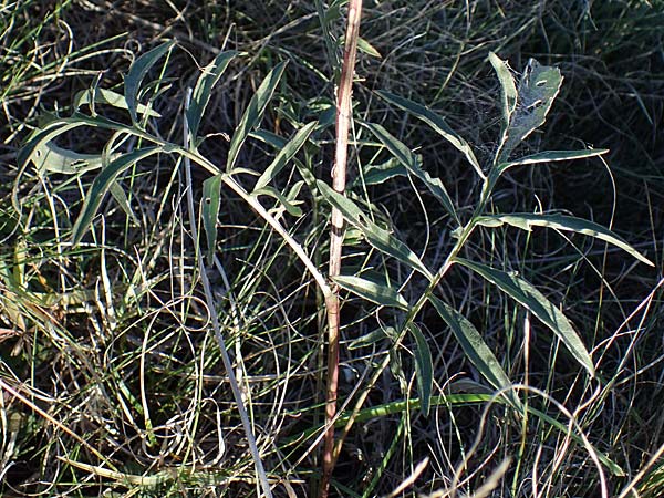 Centaurea scabiosa \ Skabiosen-Flockenblume, A Seewinkel, Illmitz 23.9.2022