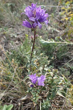 Campanula sibirica \ Sibirische Glockenblume / Siberian Bellflower, A Breitenbrunn 24.9.2022