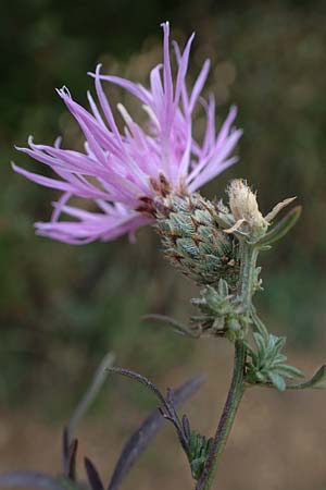 Centaurea stoebe \ Rispen-Flockenblume, A Gumpoldskirchen 29.9.2022