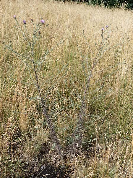 Centaurea stoebe / Panicled Knapweed, A Hainburg 8.7.2023