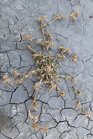 Sporobolus aculeatus / Prickle Grass, A Seewinkel, Illmitz 20.9.2012