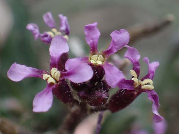 Chorispora tenella / Crossflower, A Wien-Floridsdorf 2.4.2023