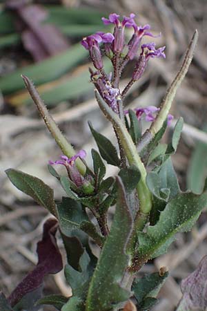 Chorispora tenella / Crossflower, A Wien-Floridsdorf 2.4.2023