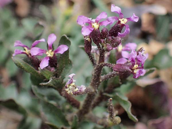 Chorispora tenella / Crossflower, A Wien-Floridsdorf 2.4.2023