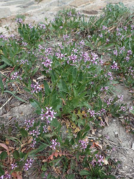 Chorispora tenella / Crossflower, A Wien-Floridsdorf 2.4.2023