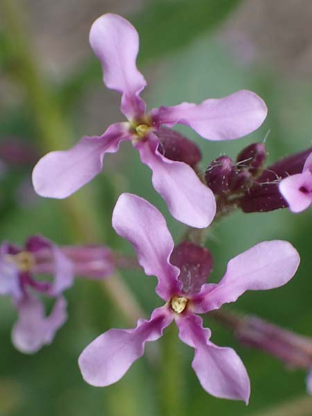 Chorispora tenella / Crossflower, A Wien-Floridsdorf 2.4.2023