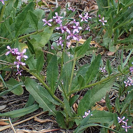 Chorispora tenella / Crossflower, A Wien-Floridsdorf 2.4.2023