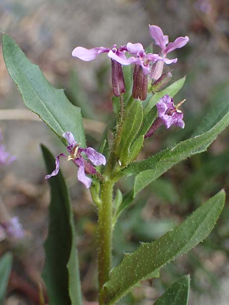 Chorispora tenella / Crossflower, A Wien-Floridsdorf 2.4.2023