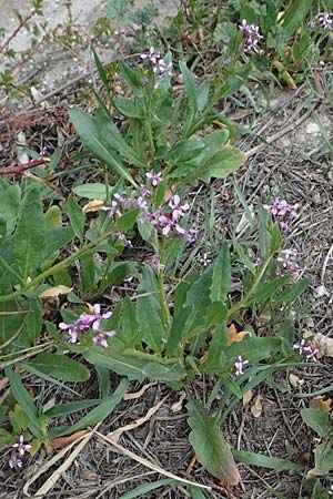 Chorispora tenella / Crossflower, A Wien-Floridsdorf 2.4.2023