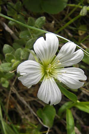 Cerastium pedunculatum ? \ Langstieliges Hornkraut / Pedunculate Mouse-Ear, A Malta - Tal / Valley 19.7.2010