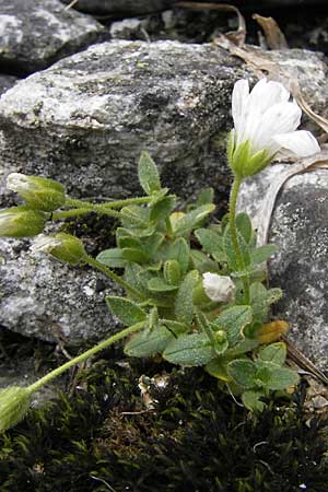 Cerastium pedunculatum ? \ Langstieliges Hornkraut / Pedunculate Mouse-Ear, A Malta - Tal / Valley 19.7.2010