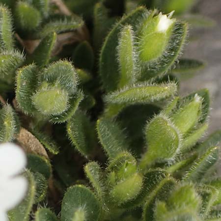 Cerastium uniflorum \ Einbltiges Hornkraut / Glacier Mouse-Ear, A Dachstein 10.7.2020