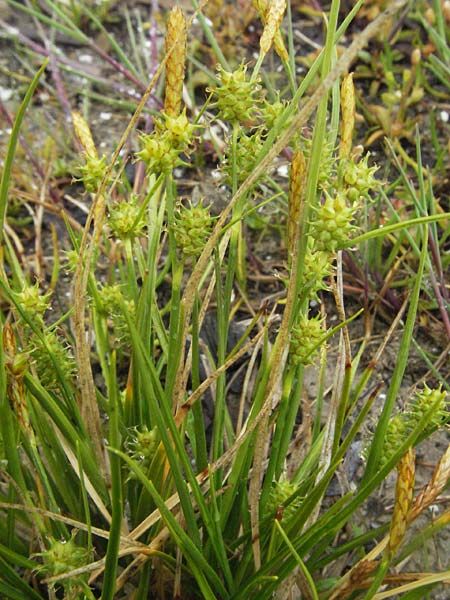 Carex viridula \ Spte Gelb-Segge / Little Green Sedge, Small-Fruited Yellow Sedge, A Bregenz 5.5.2007