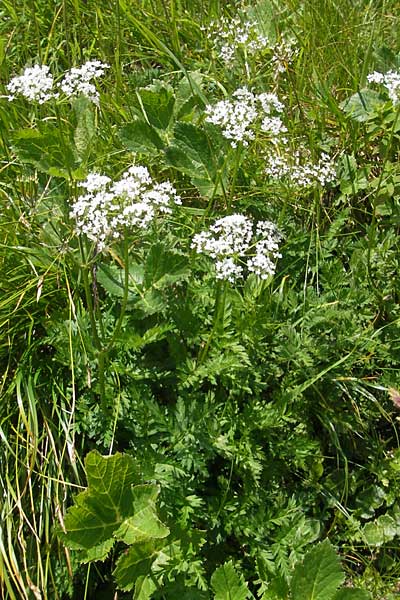 Chaerophyllum villarsii \ Villars' Klberkropf / Villars' Chervil, A Malta - Tal / Valley 19.7.2010