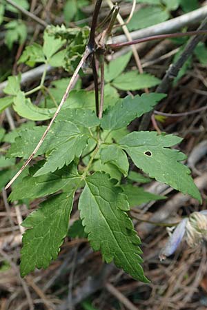 Clematis alpina \ Alpenrebe, Alpen-Waldrebe, A Kärnten, Gallizien 18.5.2016