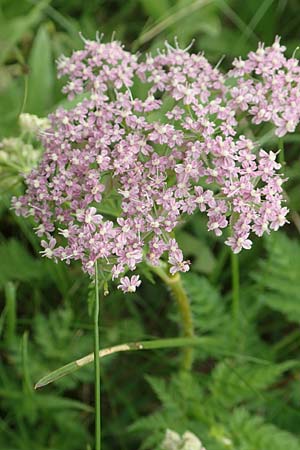 Chaerophyllum villarsii / Villars' Chervil, A Pusterwald, Eiskar 1.7.2019