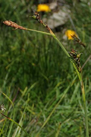Carex vaginata \ Scheiden-Segge, A Wölzer Tauern, Kleiner Zinken 24.7.2021