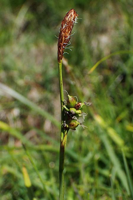 Carex vaginata \ Scheiden-Segge, A Wölzer Tauern, Kleiner Zinken 24.7.2021