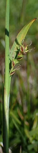 Carex vaginata \ Scheiden-Segge, A Wölzer Tauern, Kleiner Zinken 24.7.2021