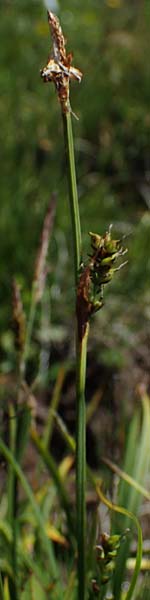 Carex vaginata \ Scheiden-Segge, A Wölzer Tauern, Kleiner Zinken 24.7.2021