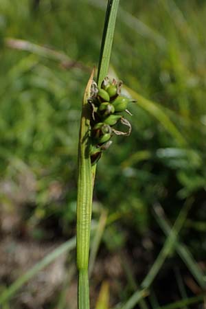 Carex vaginata / Sheathed Sedge, A Wölzer Tauern, Kleiner Zinken 24.7.2021