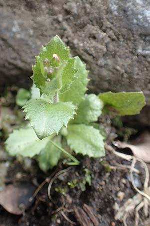 Cardamine waldsteinii \ Illyrische Zahnwurz, Save-Zahnwurz, A Kärnten, Koralpe 21.5.2016