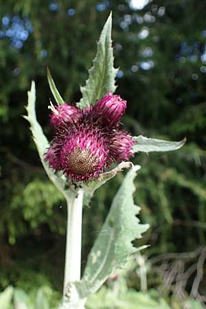 Cirsium waldsteinii \ Waldsteins Kratzdistel, Armkpfige Kratzdistel / Waldstein's Thistle, A Pölstal-Oberzeiring 26.6.2021