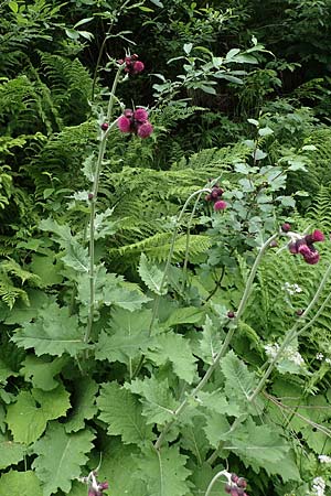 Cirsium waldsteinii \ Waldsteins Kratzdistel, Armkpfige Kratzdistel / Waldstein's Thistle, A Seckauer Tauern, Brandstätter Törl 1.7.2021