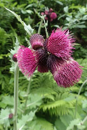 Cirsium waldsteinii \ Waldsteins Kratzdistel, Armkpfige Kratzdistel / Waldstein's Thistle, A Seckauer Tauern, Brandstätter Törl 1.7.2021