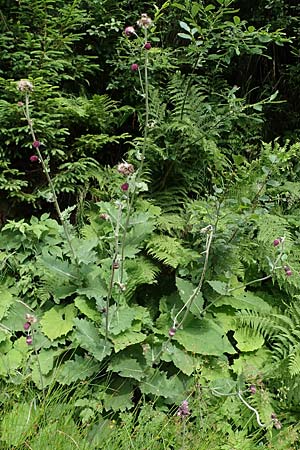 Cirsium waldsteinii \ Waldsteins Kratzdistel, Armkpfige Kratzdistel / Waldstein's Thistle, A Seckauer Tauern, Brandstätter Törl 27.7.2021