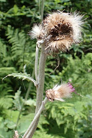 Cirsium waldsteinii \ Waldsteins Kratzdistel, Armkpfige Kratzdistel / Waldstein's Thistle, A Seckauer Tauern, Brandstätter Törl 27.7.2021