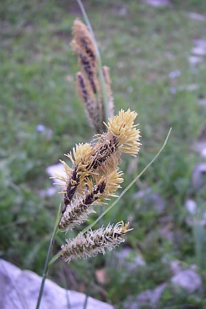Carex flacca \ Blaugrne Segge / Blue Sedge, Carnation Grass, A Menauer Alm 31.5.2008